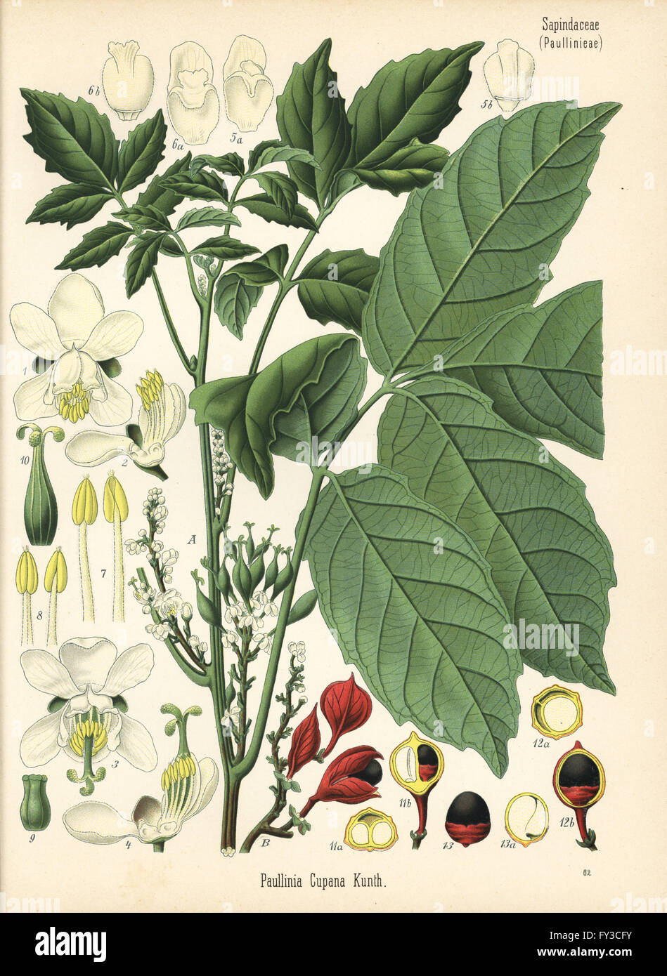 Guarana, Paullinia cupana. Chromolithograph after a botanical illustration from Hermann Adolph Koehler's Medicinal Plants, edited by Gustav Pabst, Koehler, Germany, 1887. Stock Photo