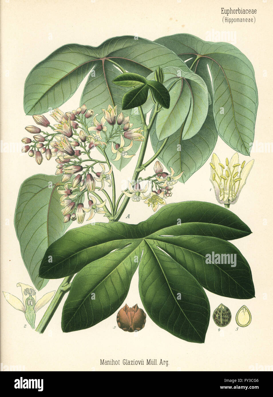 Tree cassava or ceara rubber tree, Manihot carthaginensis subsp. glaziovii (Manihot glaziovii). Chromolithograph after a botanical illustration from Hermann Adolph Koehler's Medicinal Plants, edited by Gustav Pabst, Koehler, Germany, 1887. Stock Photo