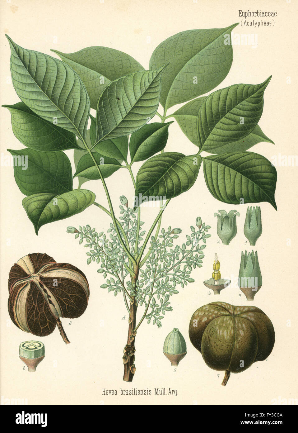 Para rubber tree or sharinga tree, Hevea brasiliensis. Chromolithograph after a botanical illustration from Hermann Adolph Koehler's Medicinal Plants, edited by Gustav Pabst, Koehler, Germany, 1887. Stock Photo