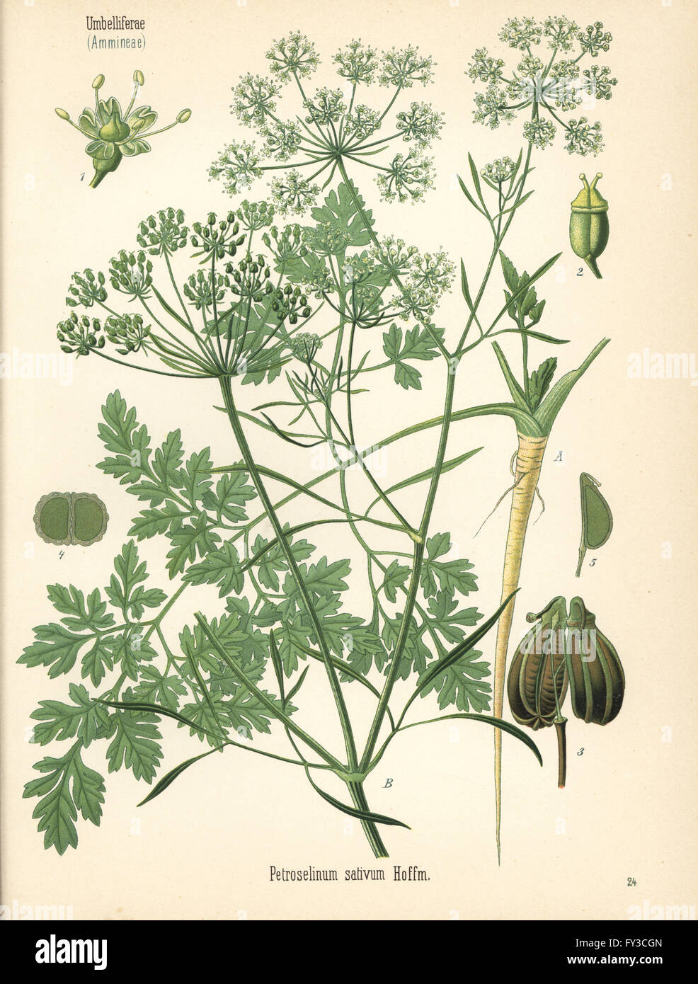 Parsley, Petroselinum crispum (Petroselinum sativum). Chromolithograph after a botanical illustration from Hermann Adolph Koehler's Medicinal Plants, edited by Gustav Pabst, Koehler, Germany, 1887. Stock Photo