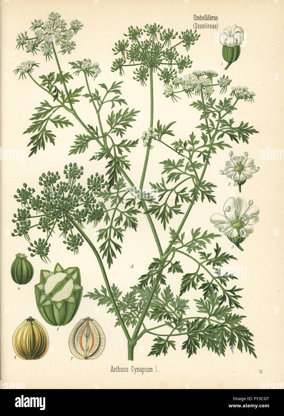 Fool's parsley or fool's cicely, Aethusa cynapium. Chromolithograph after a botanical illustration from Hermann Adolph Koehler's Medicinal Plants, edited by Gustav Pabst, Koehler, Germany, 1887. Stock Photo