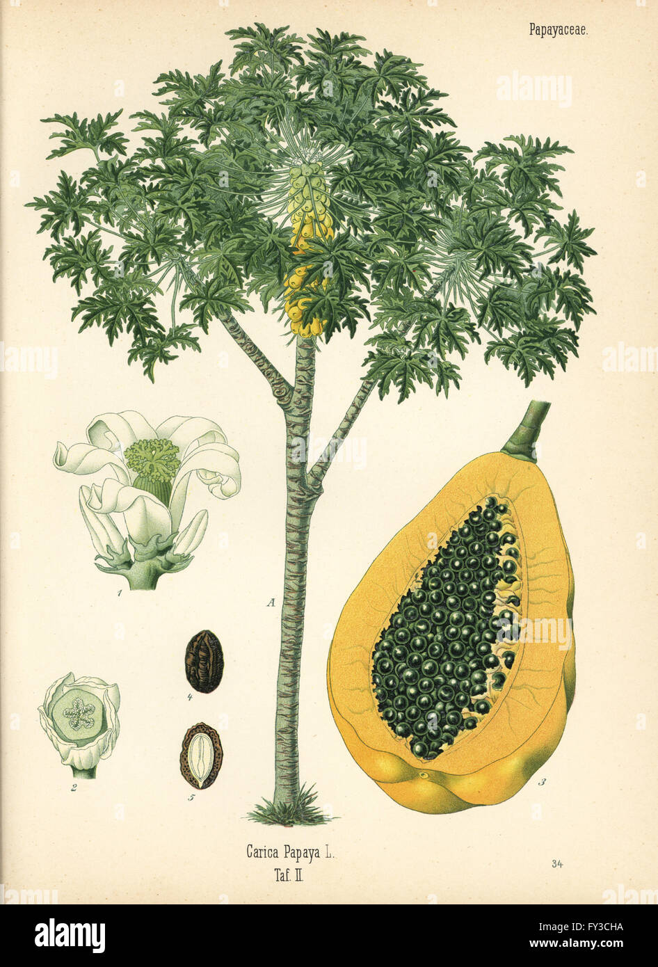 Papaya or papaw tree, Carica papaya, with ripe fruit in section. Chromolithograph after a botanical illustration from Hermann Adolph Koehler's Medicinal Plants, edited by Gustav Pabst, Koehler, Germany, 1887. Stock Photo