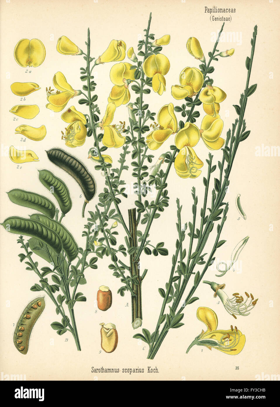 Common broom tree or Scotch broom, Cytisus scoparius (Sarothamnus scoparius). Chromolithograph after a botanical illustration from Hermann Adolph Koehler's Medicinal Plants, edited by Gustav Pabst, Koehler, Germany, 1887. Stock Photo