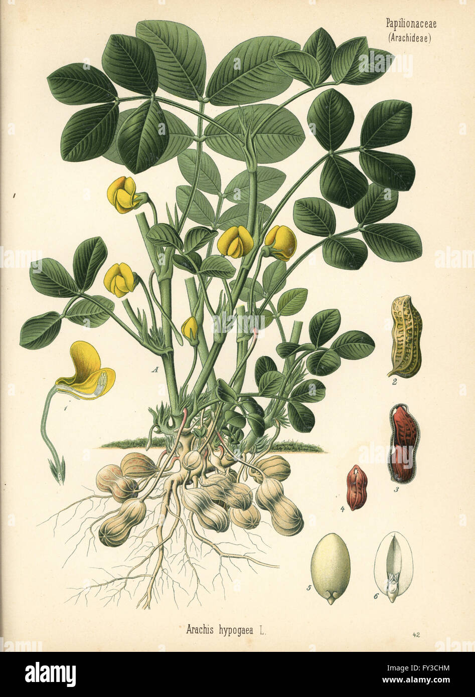 Groundnut or peanut, Arachis hypogaea. Chromolithograph after a botanical illustration from Hermann Adolph Koehler's Medicinal Plants, edited by Gustav Pabst, Koehler, Germany, 1887. Stock Photo