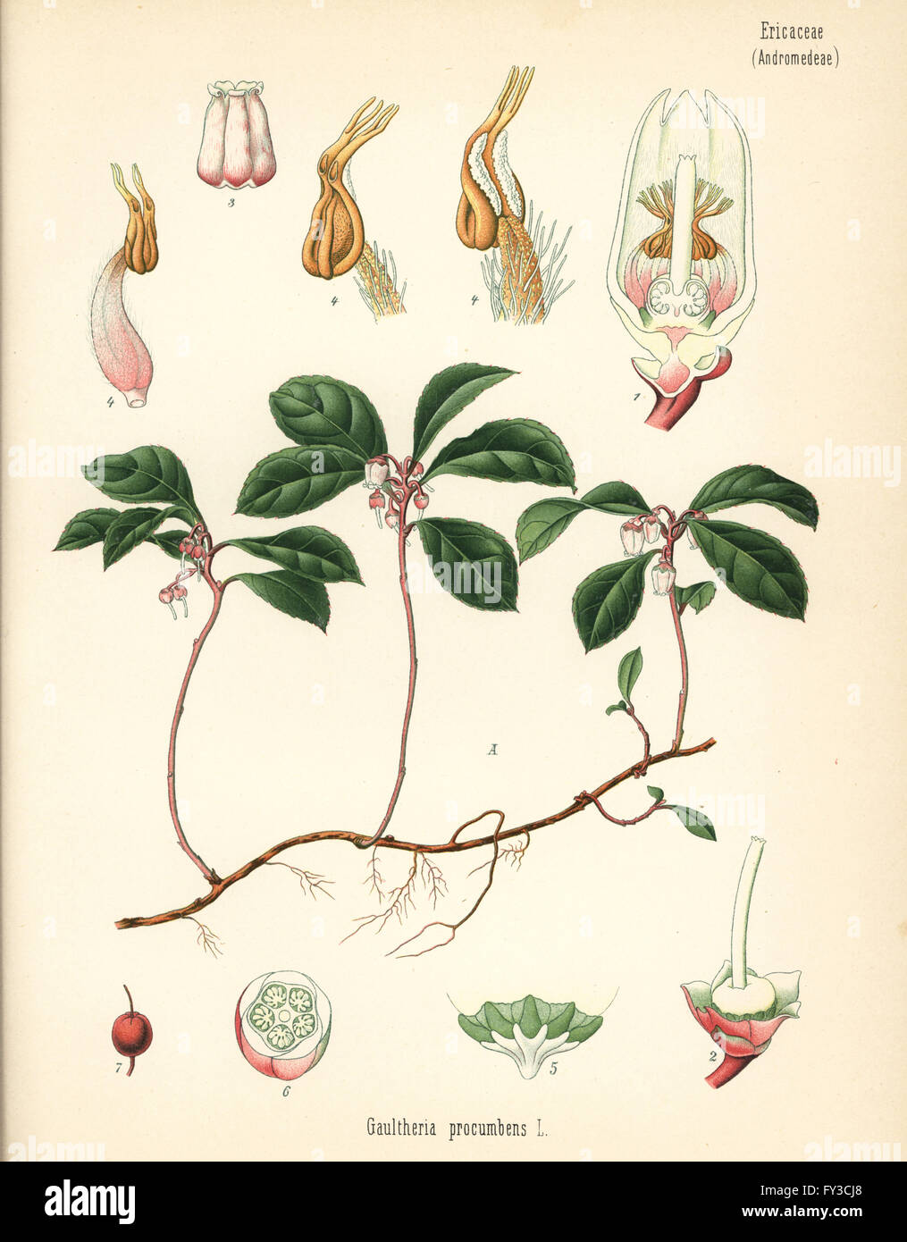 American wintergreen, Gaultheria procumbens. Chromolithograph after a botanical illustration from Hermann Adolph Koehler's Medicinal Plants, edited by Gustav Pabst, Koehler, Germany, 1887. Stock Photo