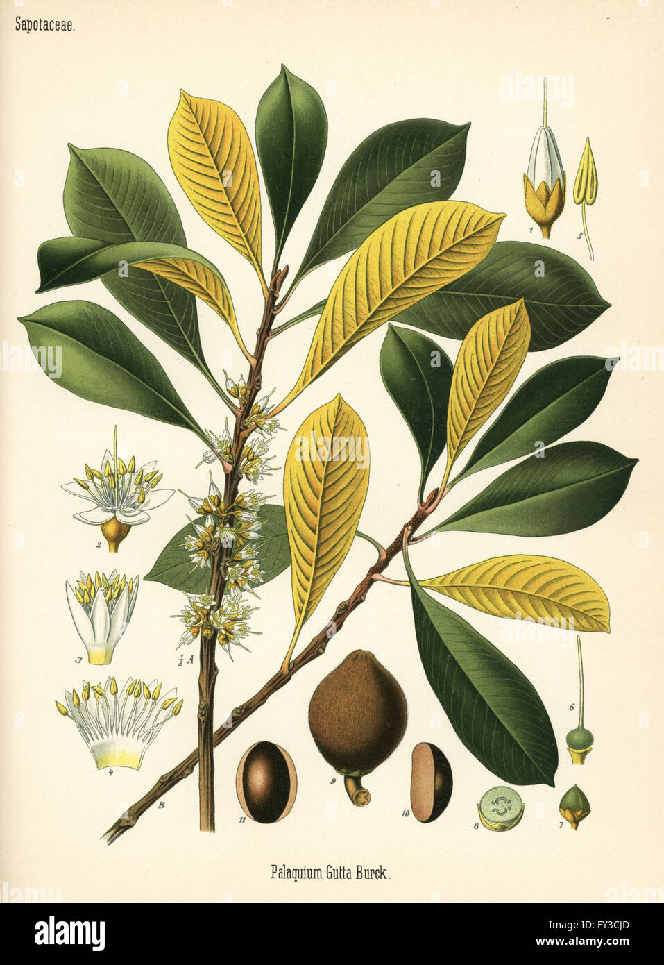 Gutta percha, Palaquium gutta. Chromolithograph after a botanical illustration from Hermann Adolph Koehler's Medicinal Plants, edited by Gustav Pabst, Koehler, Germany, 1887. Stock Photo