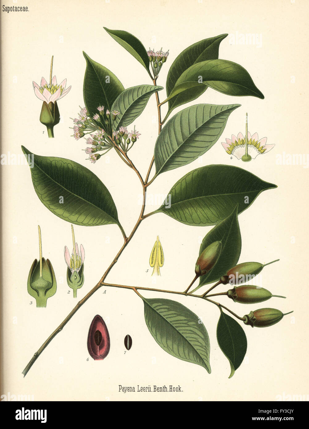 Gutta percha tree, Payena leerii. Chromolithograph after a botanical