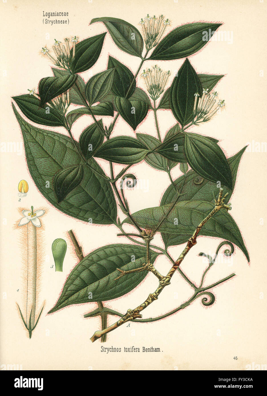 Curare, Strychnos toxifera. Chromolithograph after a botanical illustration from Hermann Adolph Koehler's Medicinal Plants, edited by Gustav Pabst, Koehler, Germany, 1887. Stock Photo