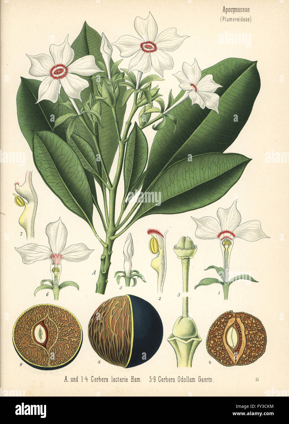 Suicide tree, pong-pong, and othalanga, Cerbera odollam (Cerbera lactaria). Chromolithograph after a botanical illustration from Hermann Adolph Koehler's Medicinal Plants, edited by Gustav Pabst, Koehler, Germany, 1887. Stock Photo