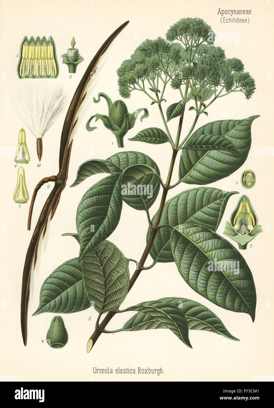 Rubber tree, Urceola elastica. Chromolithograph after a botanical illustration from Hermann Adolph Koehler's Medicinal Plants, edited by Gustav Pabst, Koehler, Germany, 1887. Stock Photo