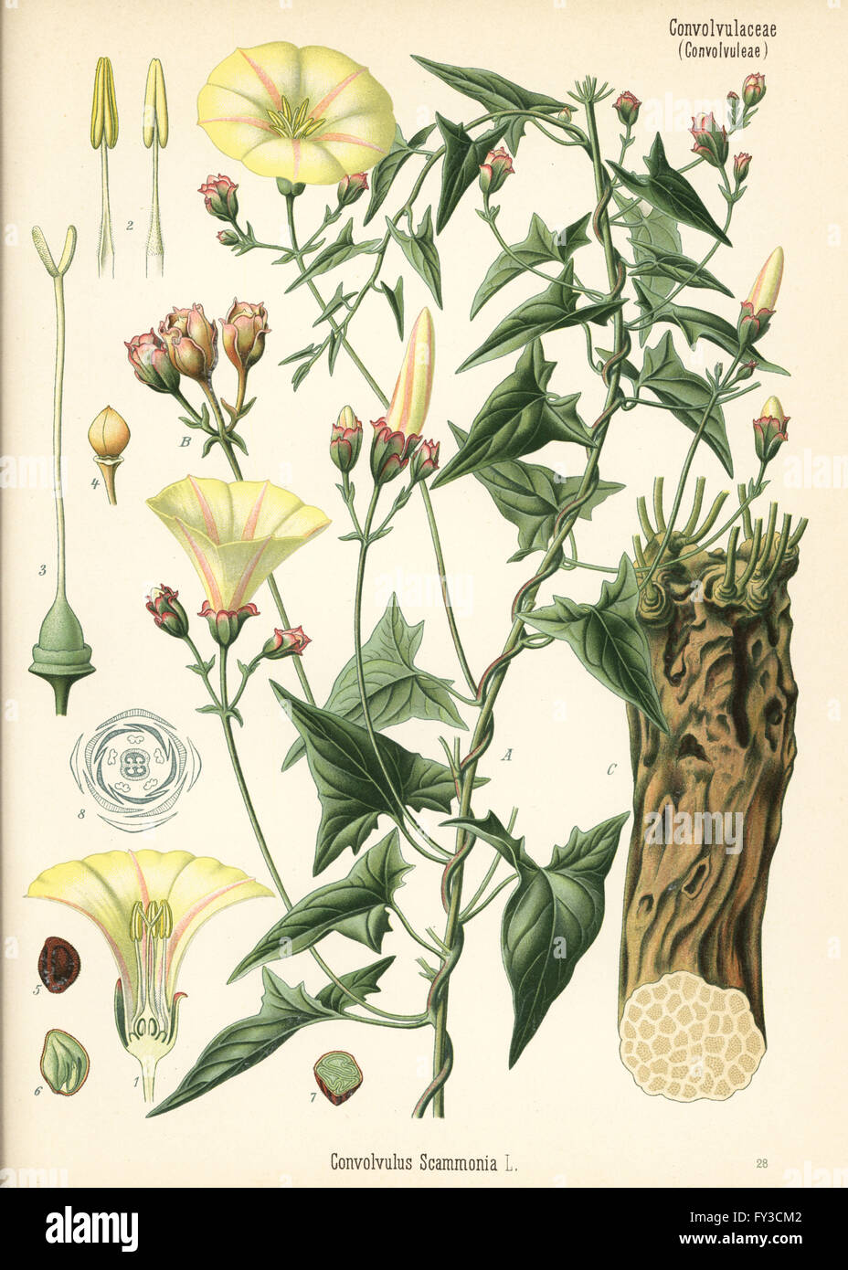 Scammony bindweed, Convolvulus scammonia. Chromolithograph after a botanical illustration from Hermann Adolph Koehler's Medicinal Plants, edited by Gustav Pabst, Koehler, Germany, 1887. Stock Photo