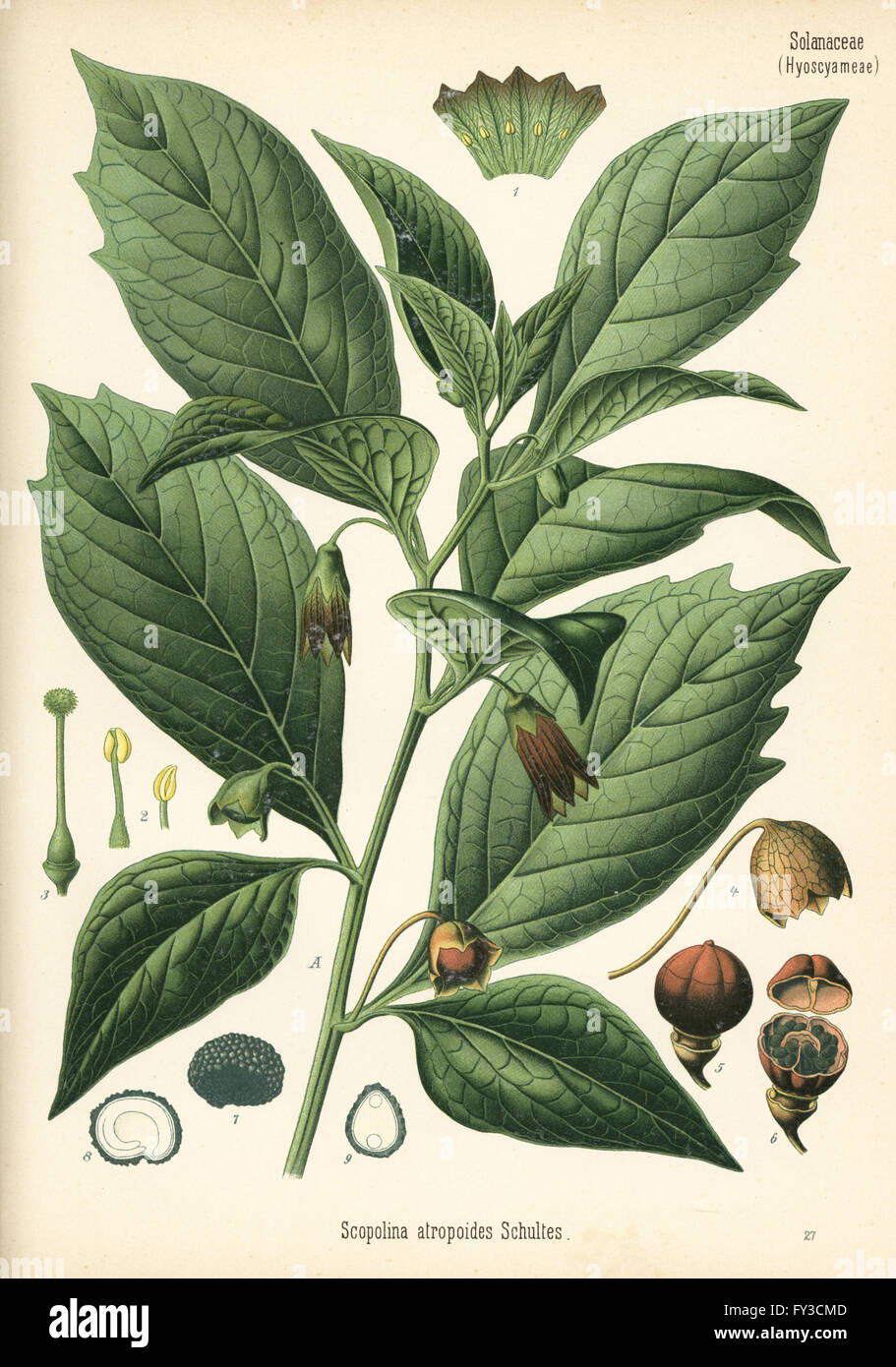 Henbane bell, Scopolia carniolica (Scopolina atropoides). Chromolithograph after a botanical illustration from Hermann Adolph Koehler's Medicinal Plants, edited by Gustav Pabst, Koehler, Germany, 1887. Stock Photo