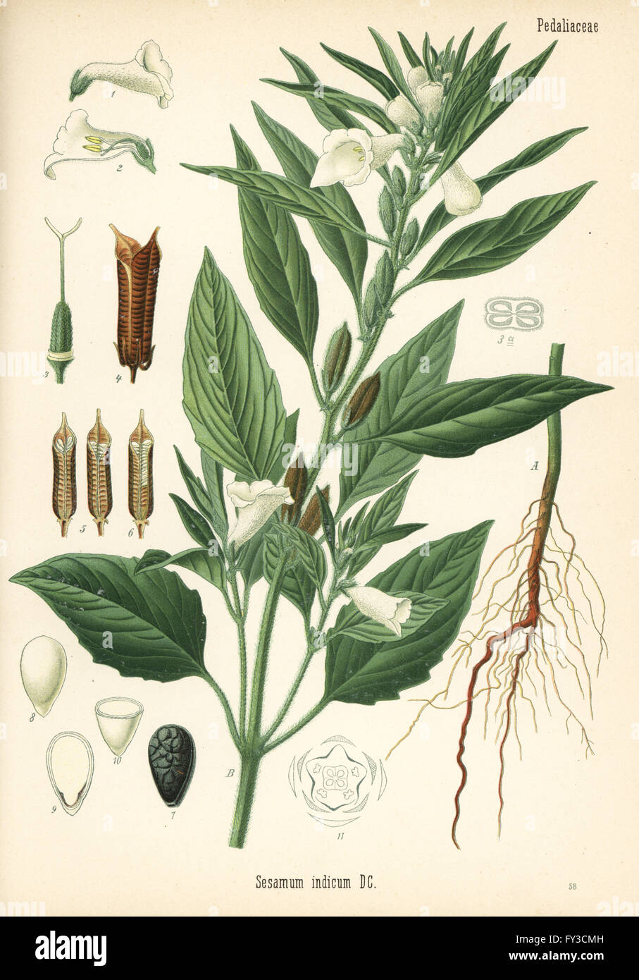 Sesame, Sesamum indicum. Chromolithograph after a botanical