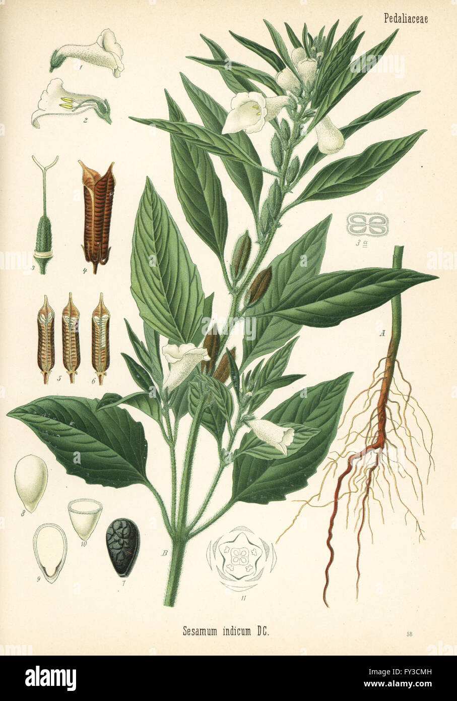 Sesame, Sesamum indicum. Chromolithograph after a botanical illustration from Hermann Adolph Koehler's Medicinal Plants, edited by Gustav Pabst, Koehler, Germany, 1887. Stock Photo