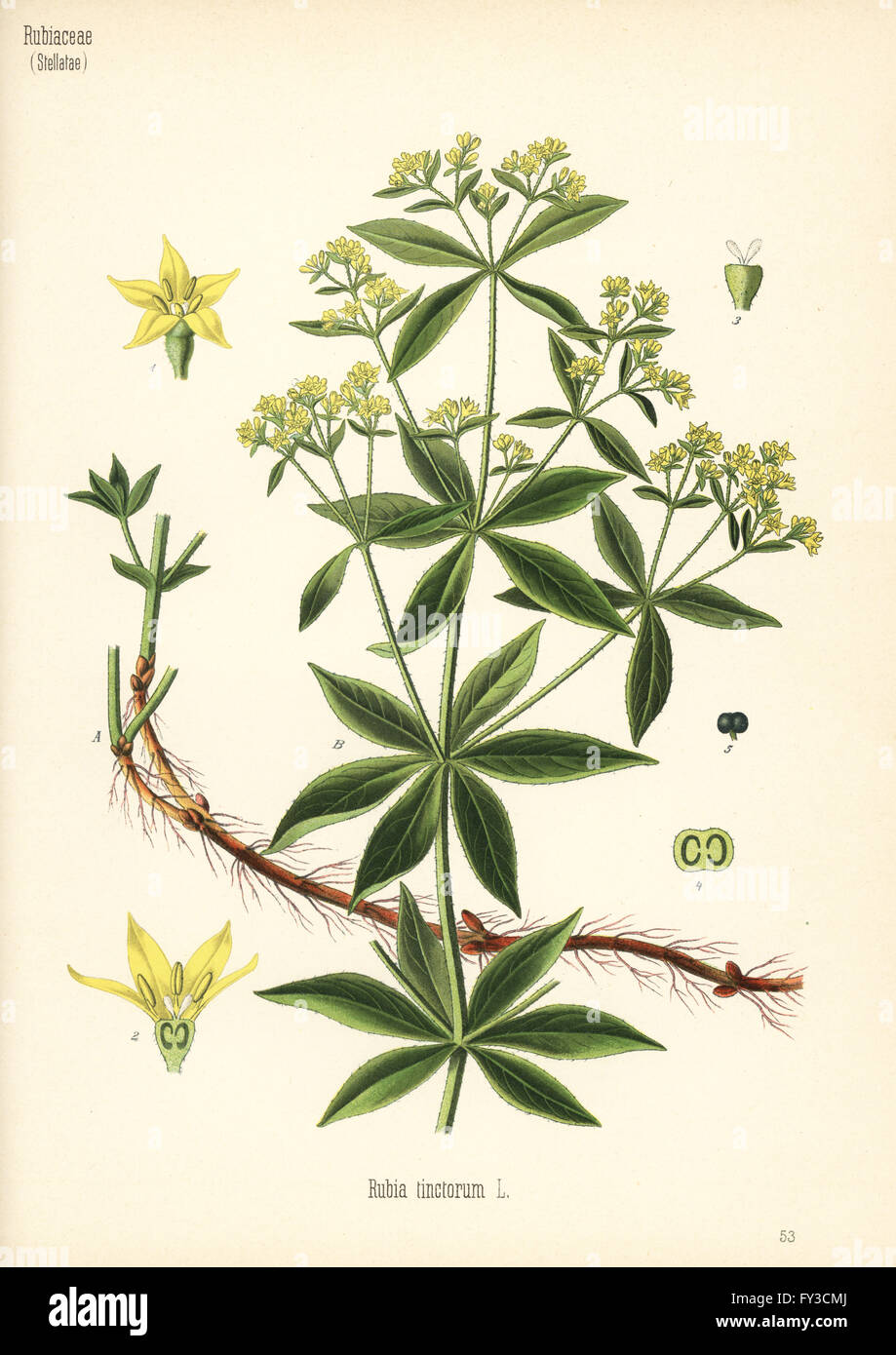 Common madder, Rubia tinctorum. Chromolithograph after a botanical illustration from Hermann Adolph Koehler's Medicinal Plants, edited by Gustav Pabst, Koehler, Germany, 1887. Stock Photo