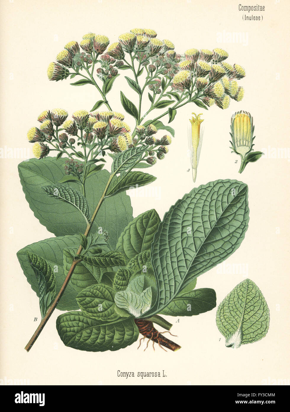 Ploughman's spikenard, Inula conyza (Conyza squarrosa). Chromolithograph after a botanical illustration from Hermann Adolph Koehler's Medicinal Plants, edited by Gustav Pabst, Koehler, Germany, 1887. Stock Photo