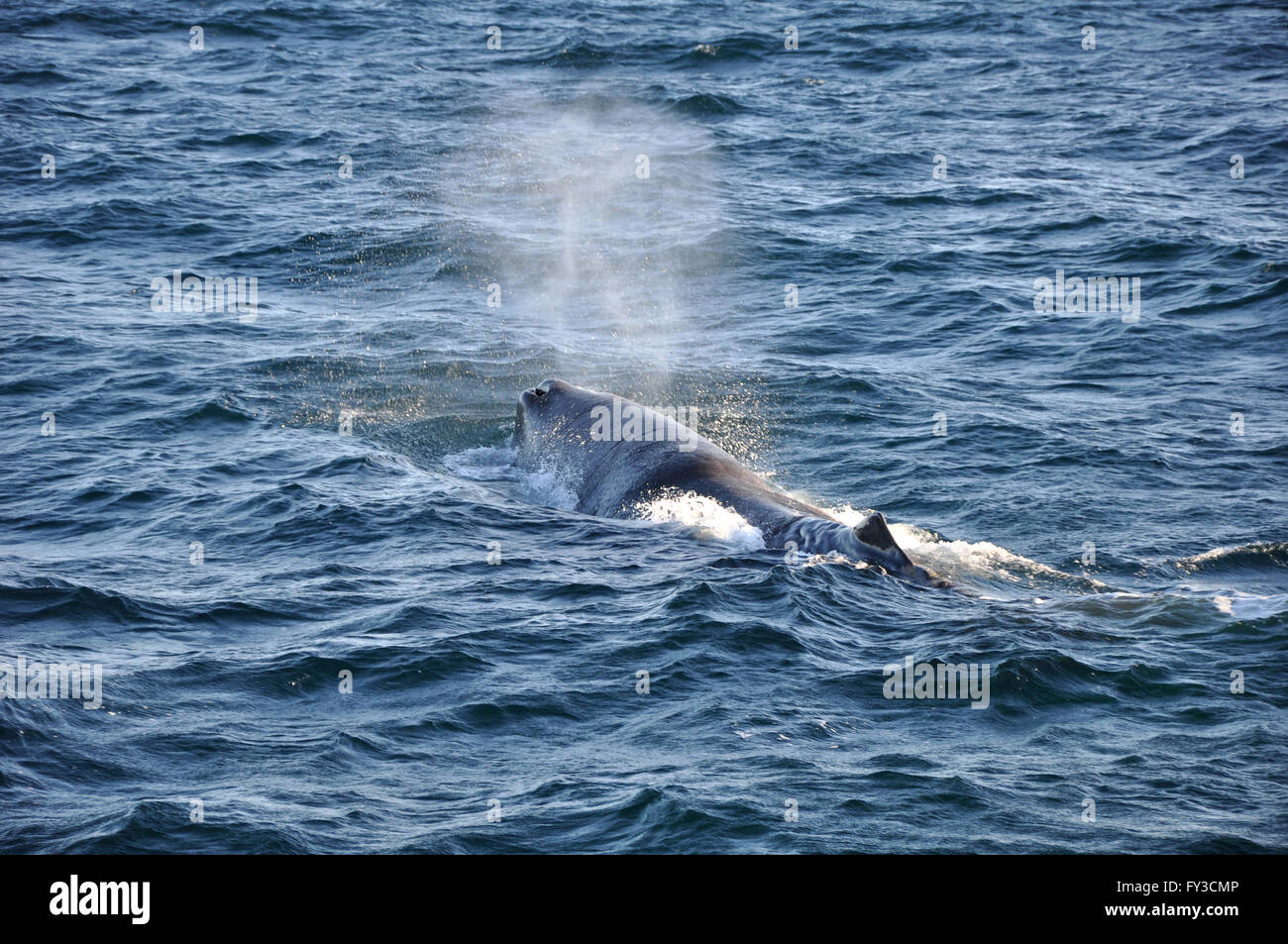 whale tail with drops water Stock Photo