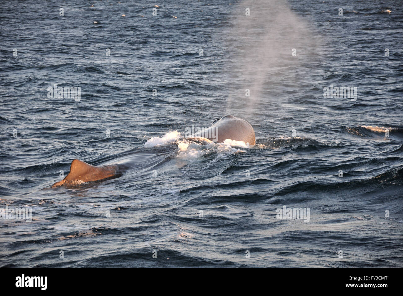 Fluke fish hi-res stock photography and images - Alamy