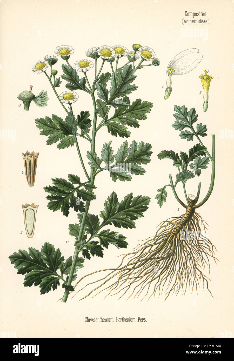 Feverfew, Tanacetum parthenium (Chrysanthemum parthenium). Chromolithograph after a botanical illustration from Hermann Adolph Koehler's Medicinal Plants, edited by Gustav Pabst, Koehler, Germany, 1887. Stock Photo