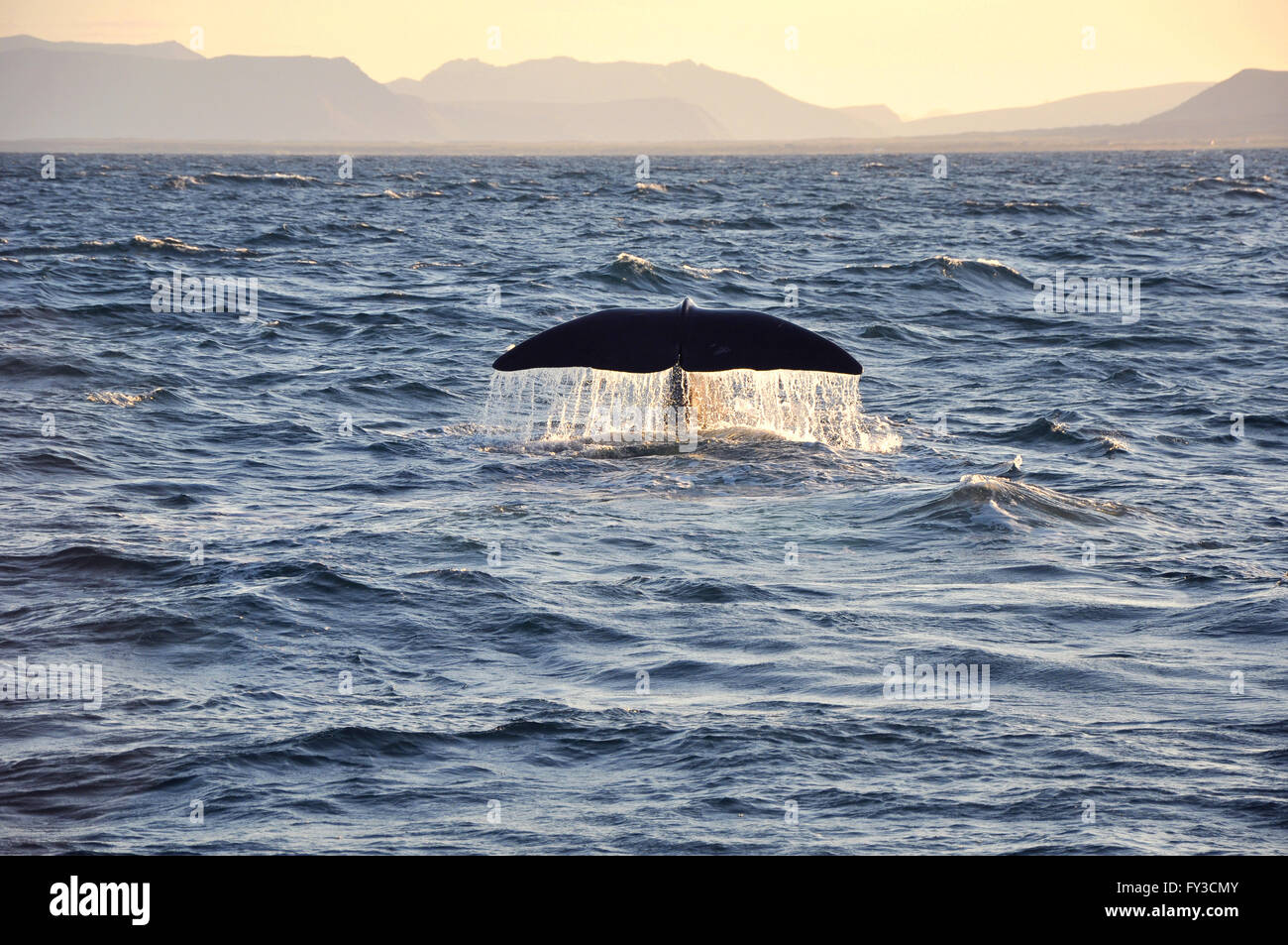 whale tail surfacing at sunset Stock Photo