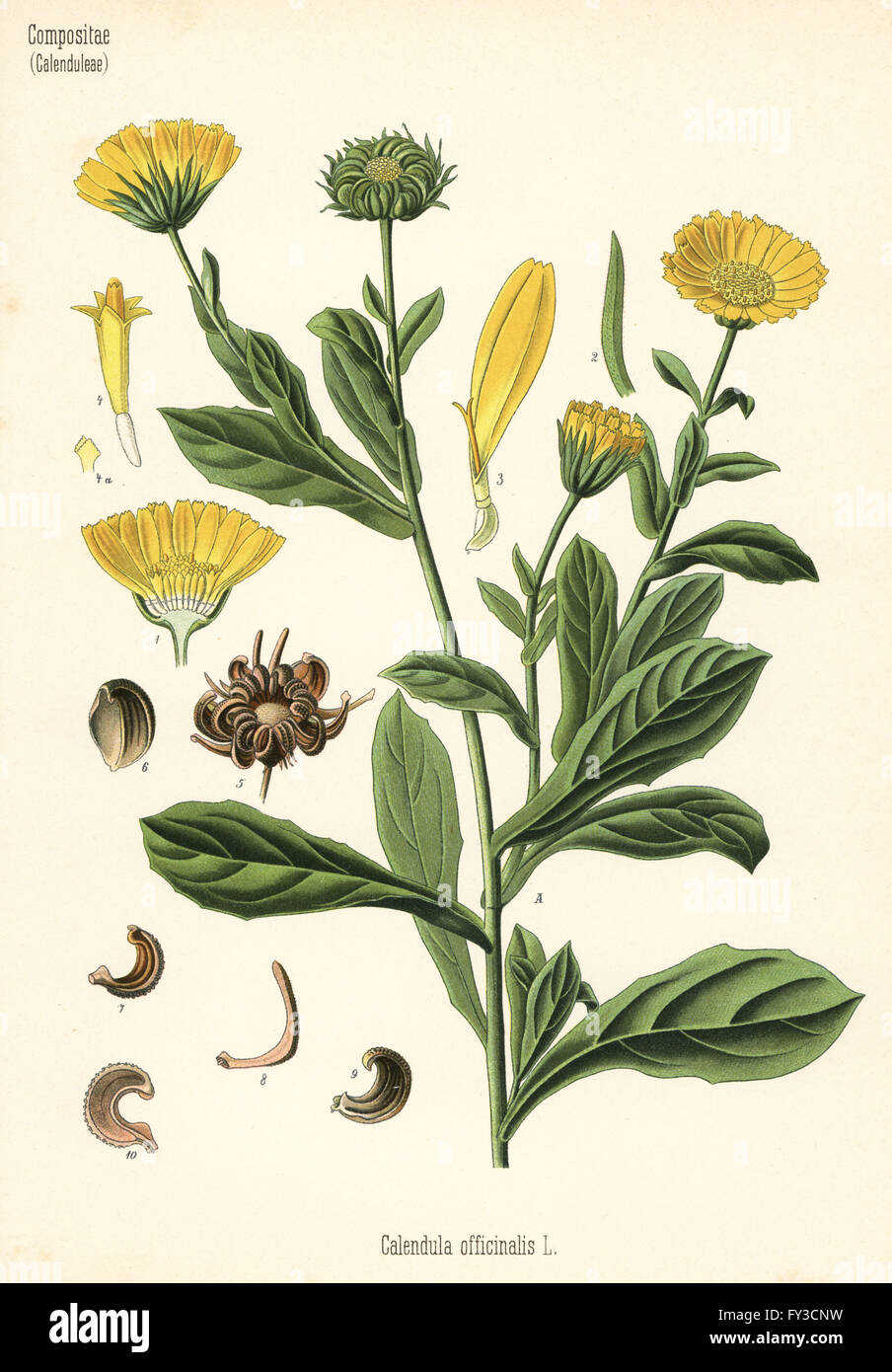 Pot marigold, Calendula officinalis. Chromolithograph after a botanical illustration from Hermann Adolph Koehler's Medicinal Plants, edited by Gustav Pabst, Koehler, Germany, 1887. Stock Photo