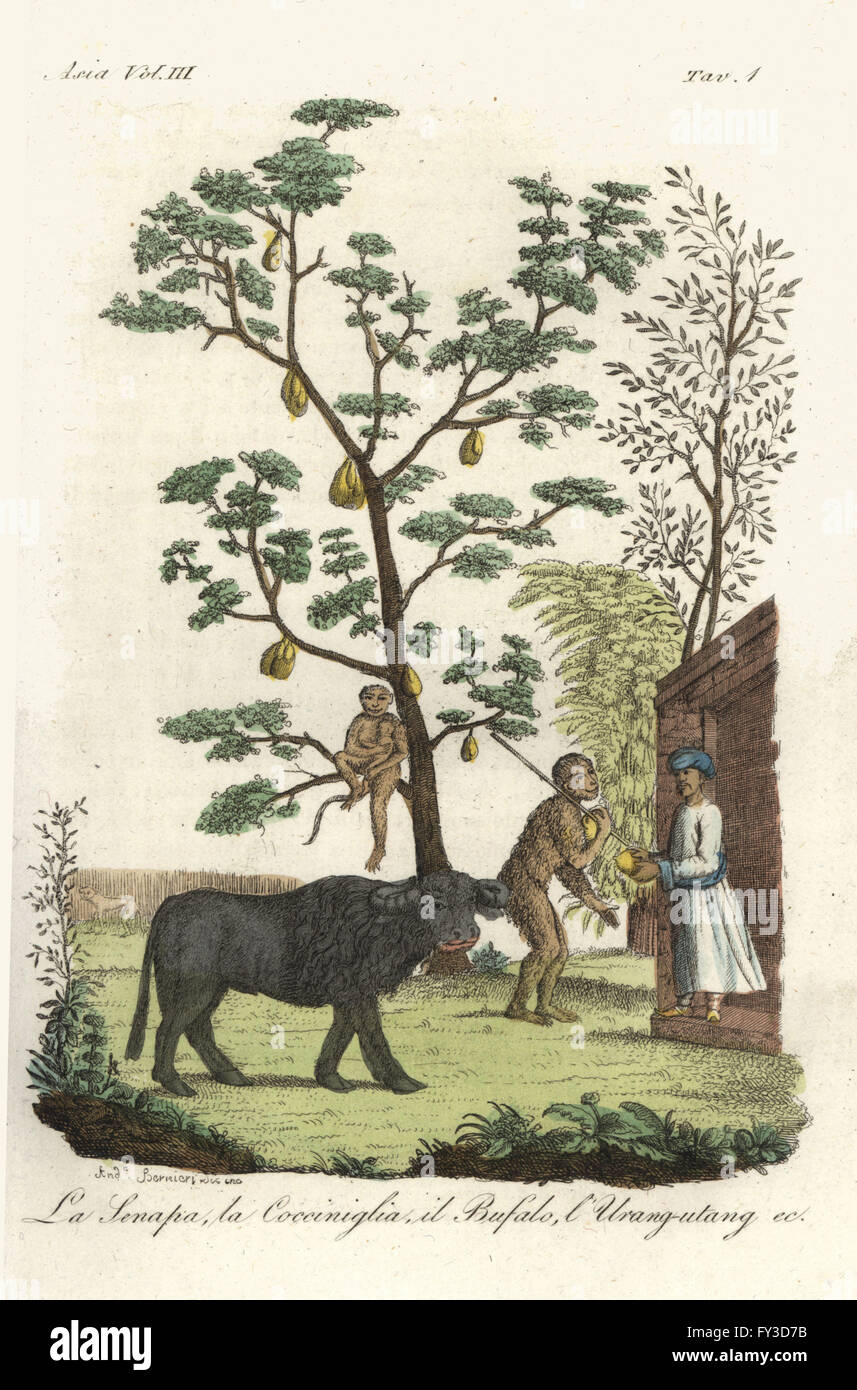 Mustard plant with cochineal beetles, jackfruit tree, water buffalo and orangutan. Handcoloured copperplate drawn and engraved by Andrea Bernieri after Francois Solvyns from Giulio Ferrario's Ancient and Modern Costumes of all the Peoples of the World, Florence, Italy, 1844. Stock Photo