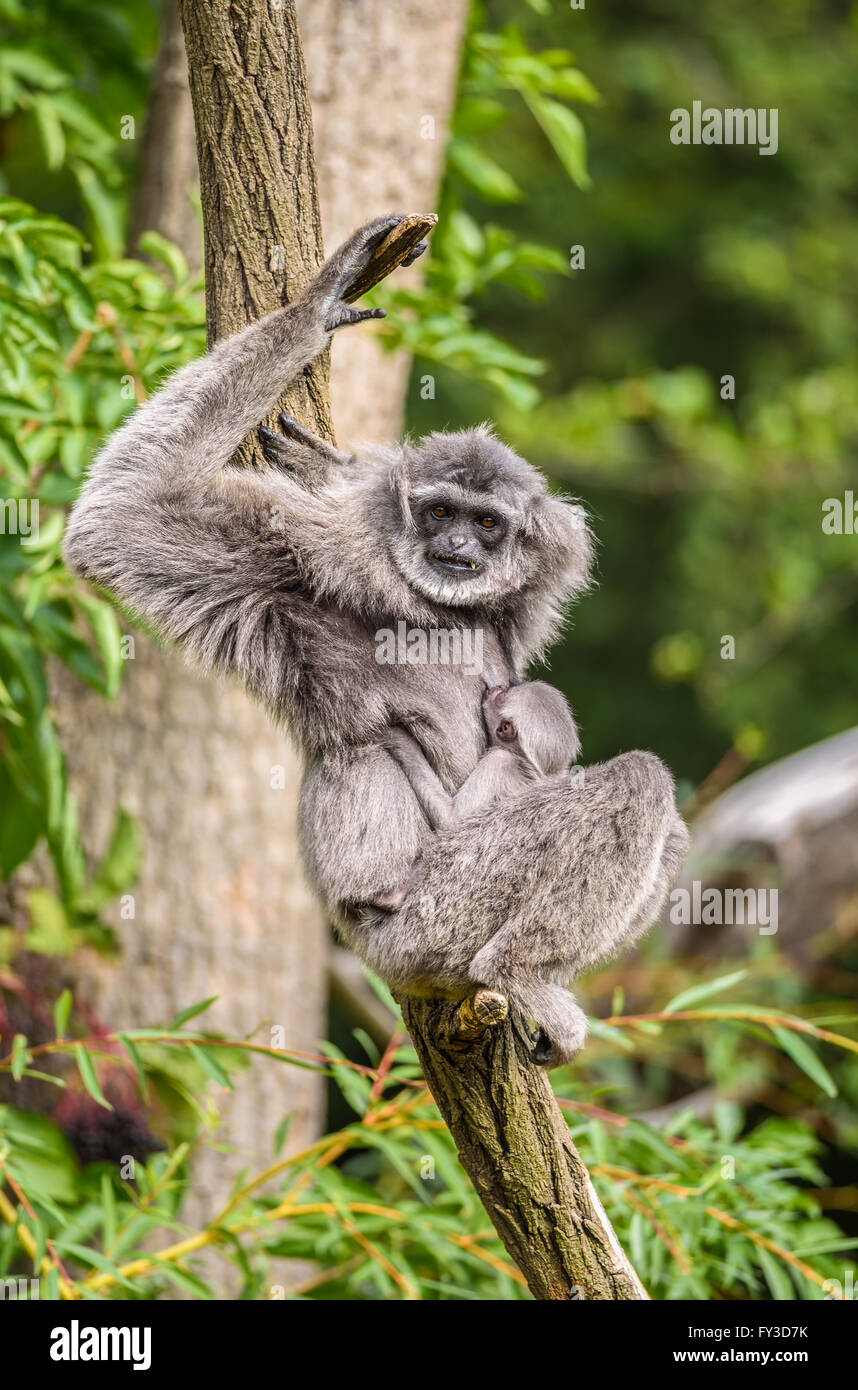 Silvery gibbon (Hylobates moloch) with a newborn. The silvery gibbon ranks among the most threatened species. Stock Photo