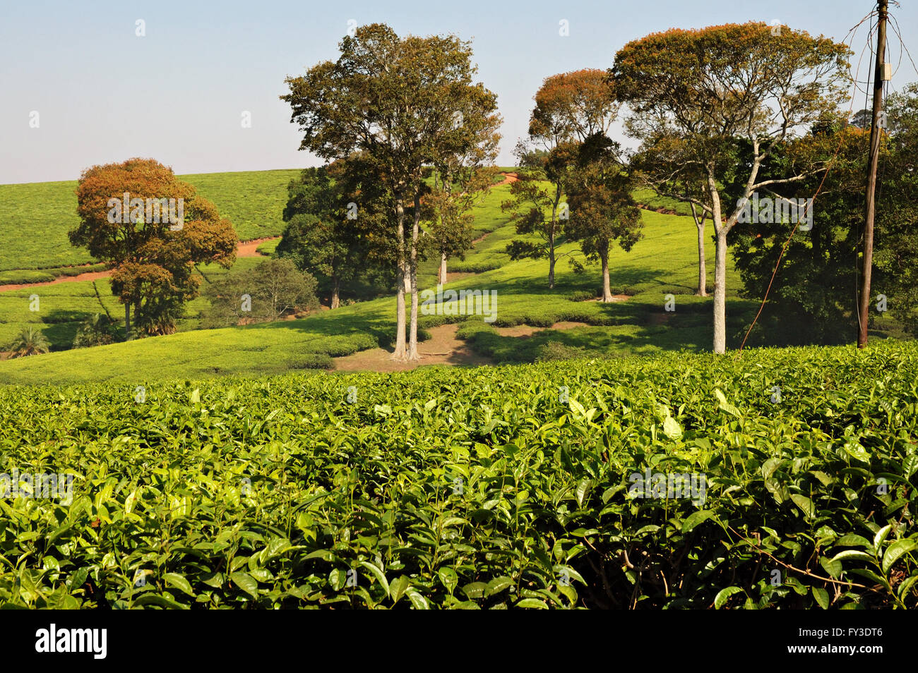 Trees and tea estates in the area of Thyolo, Southern Region, Malawi Stock Photo