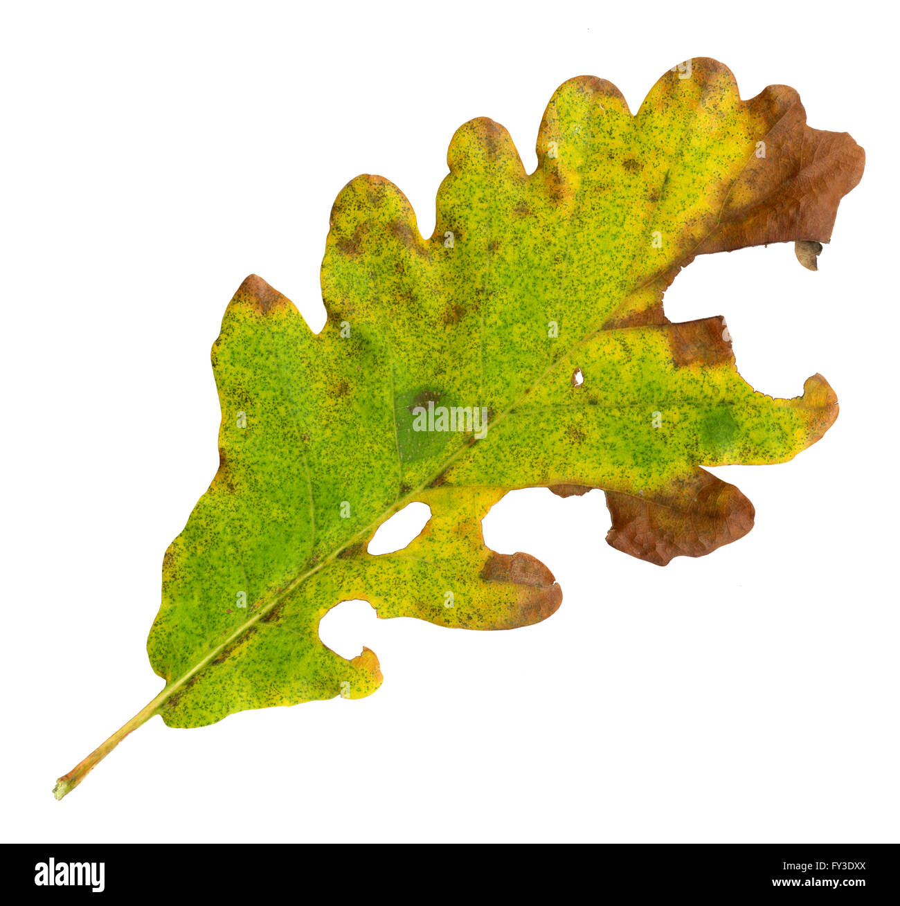 Autumn leaves of a sessile oak, top surface, quercus petraea Stock