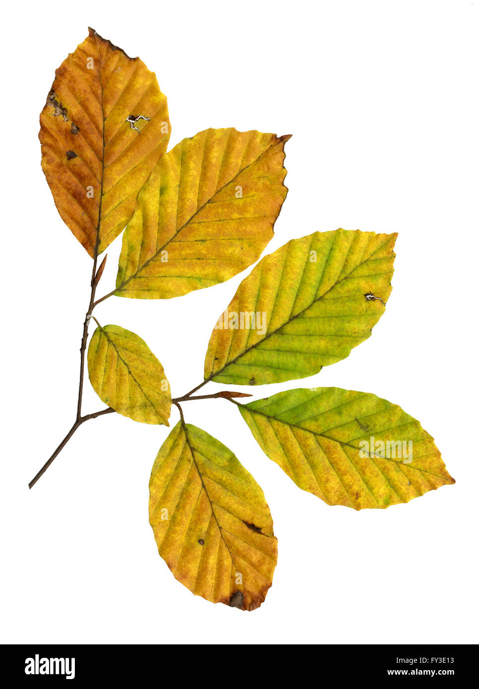 Autumn leaves of a copper beech, top surface, isolated Stock Photo