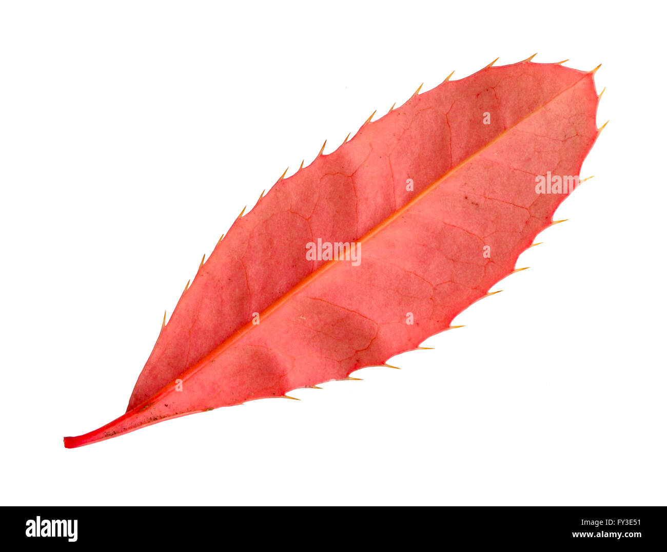 Undersurface of a leaf of the Oregon grape in autumn, Mahonia aquifolium Stock Photo