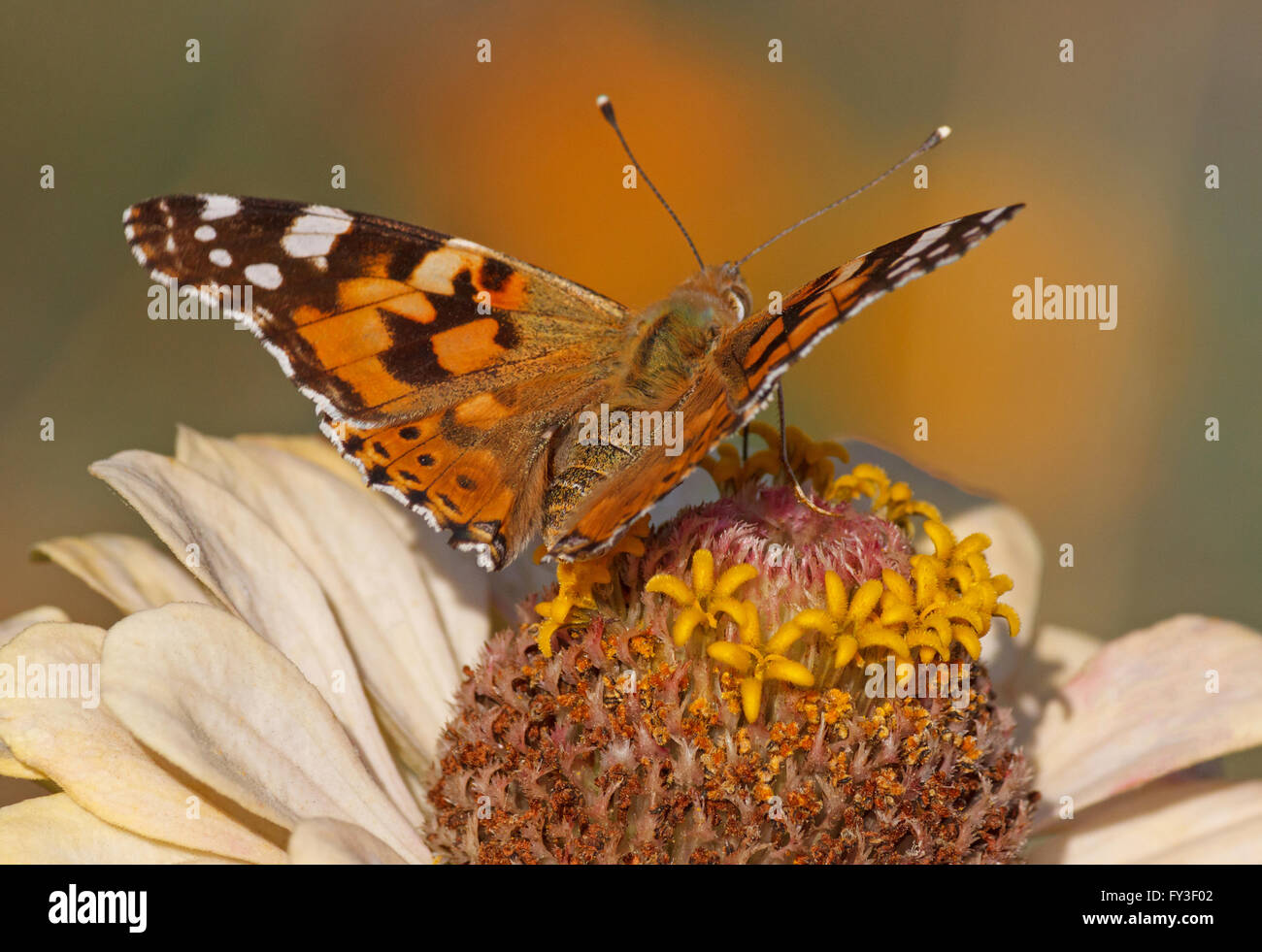 close up of Painted Lady butterfly on zinnia flower Stock Photo