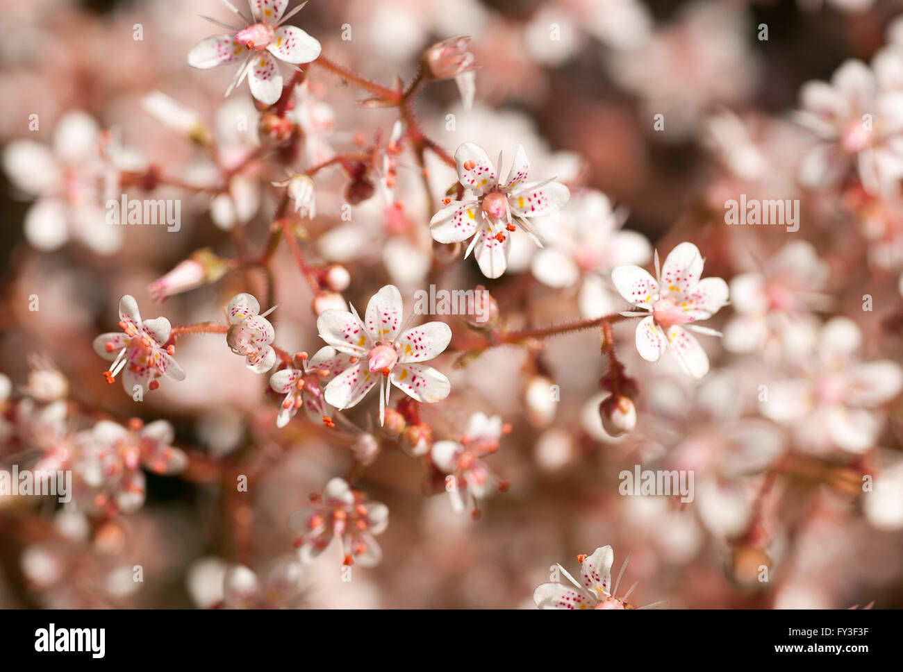 defocused full frame image of delicate pink sedum flowers Stock Photo