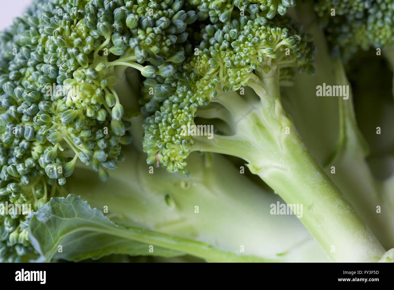 Fresh Broccoli macro shot Stock Photo Alamy