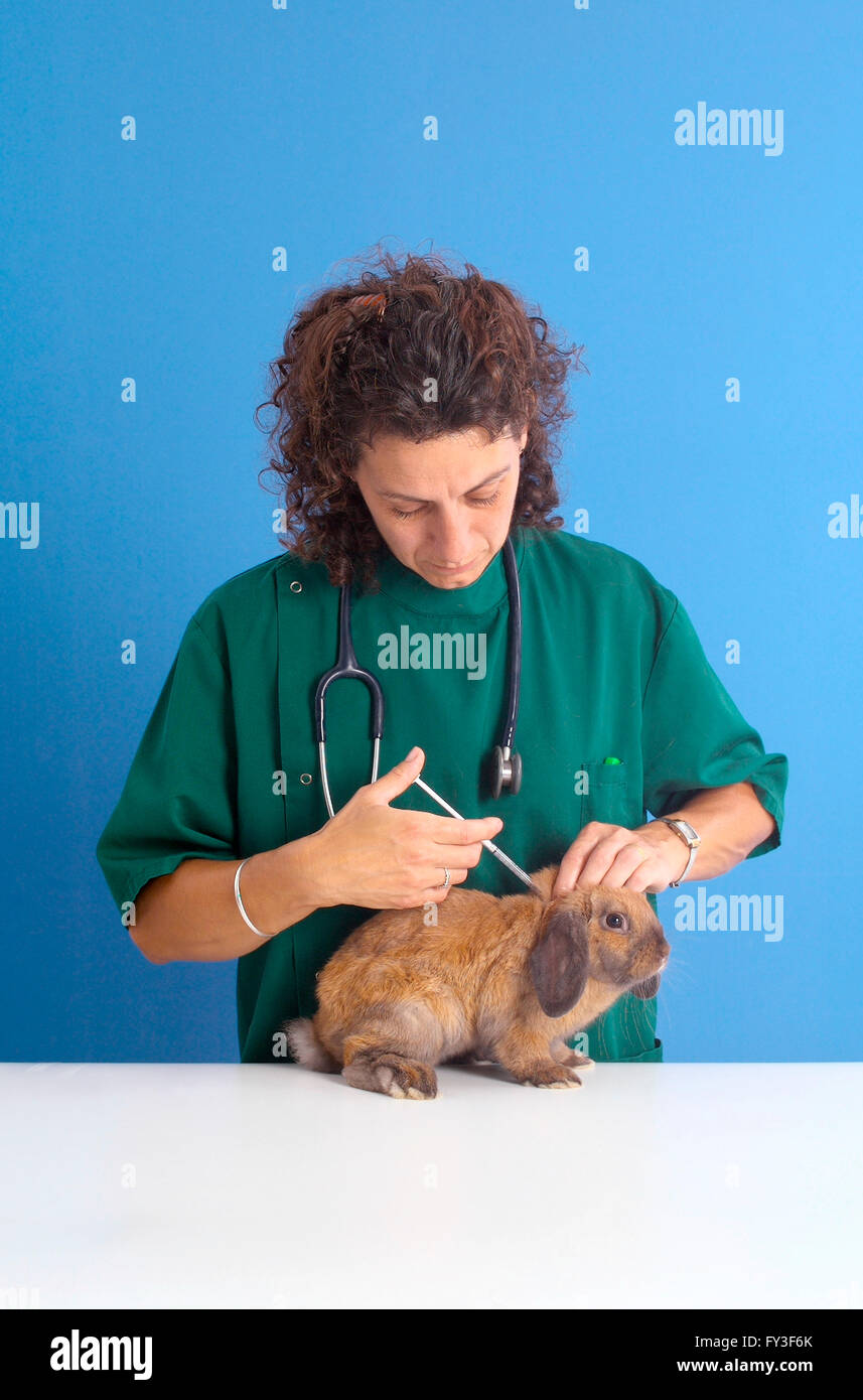 Female vet injecting rabbit's neck Stock Photo Alamy