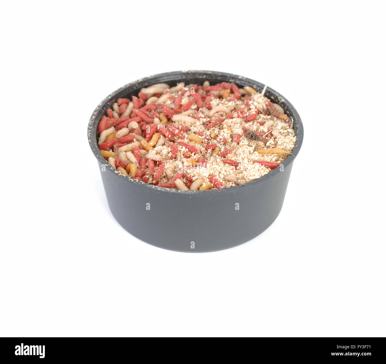 Maggots in plastic container hires stock photography and images Alamy