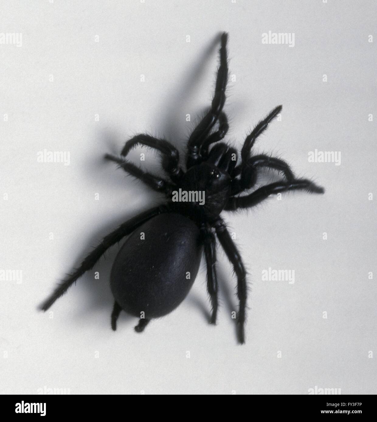 Funnel-web spider Stock Photo