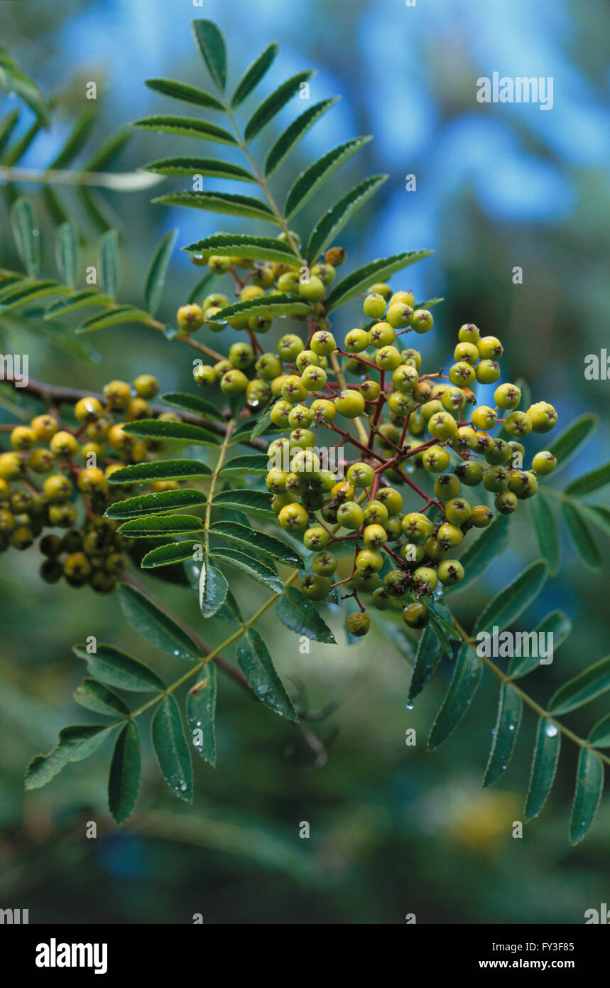 Sorbus aucuparia 'Fructu Luteo' (Rowan tree), close-up of pinnate green leaves with clusters of yellow-green berries Stock Photo