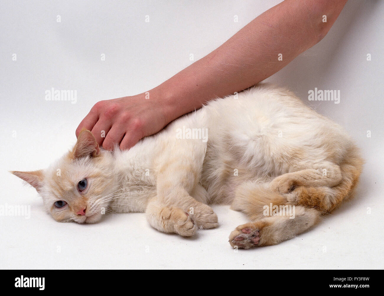 Pale hotsell ginger kitten