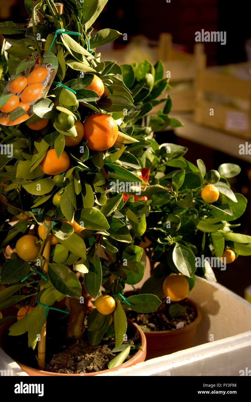Citrus reticulata (mandarin orange), small trees in clay pots Stock Photo