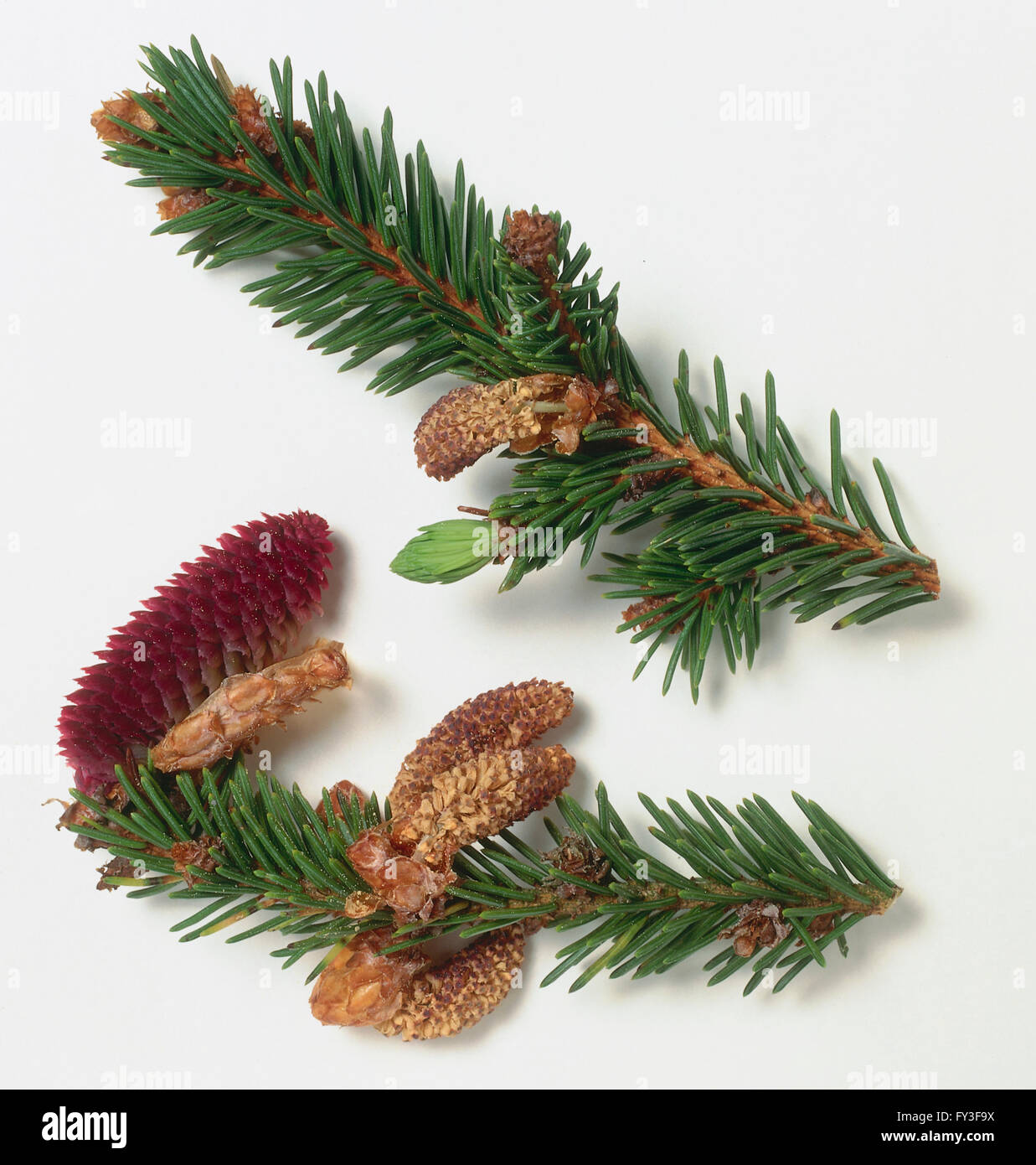 Picea abies (Norway spruce): Two stems with green leaves, flower clusters and cone. Stock Photo