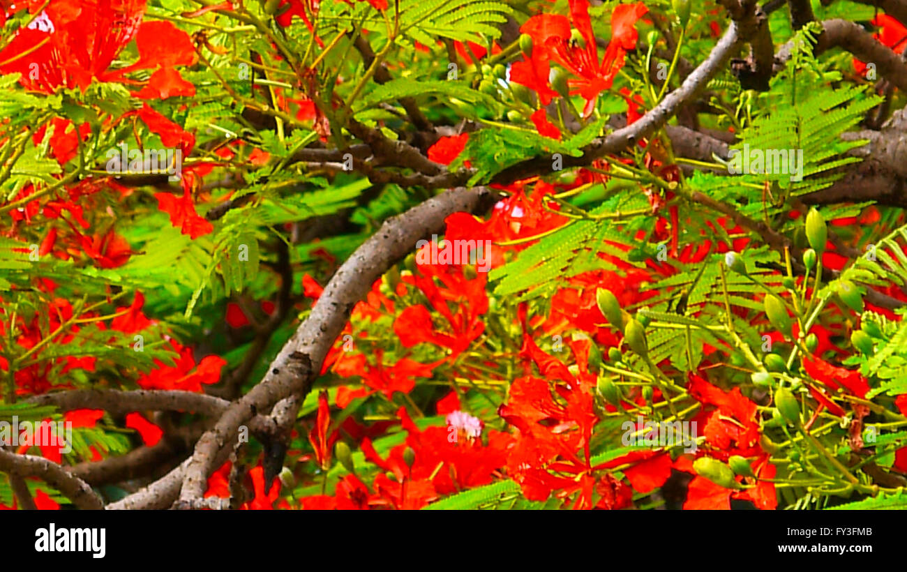 A burst of flowers during the rain season in Lira, Uganda Stock Photo