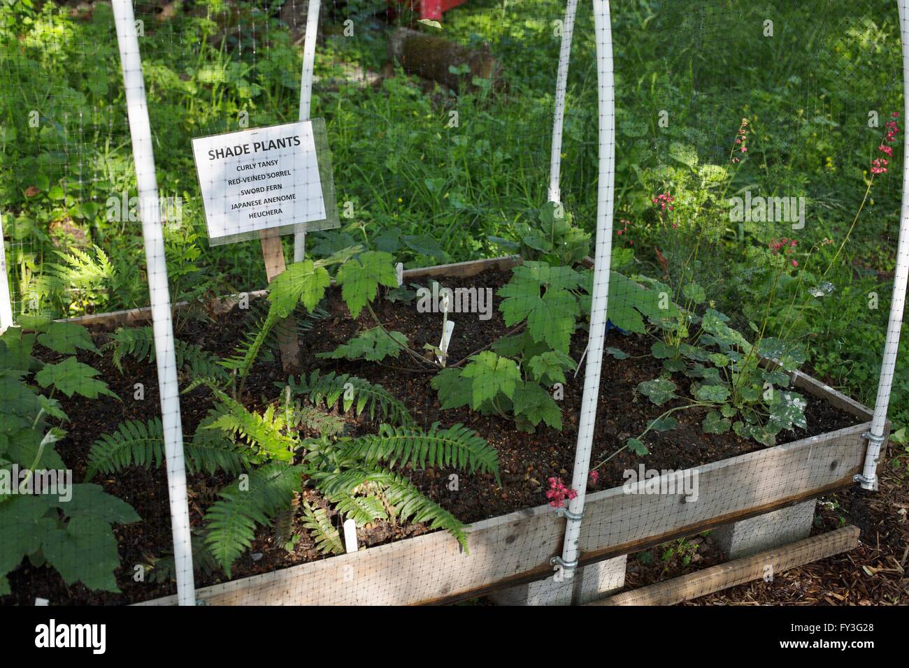 A display of shade plants at Luther Burbank's Gold Ridge Experimental Farm in Sebastopol, California, USA. Stock Photo