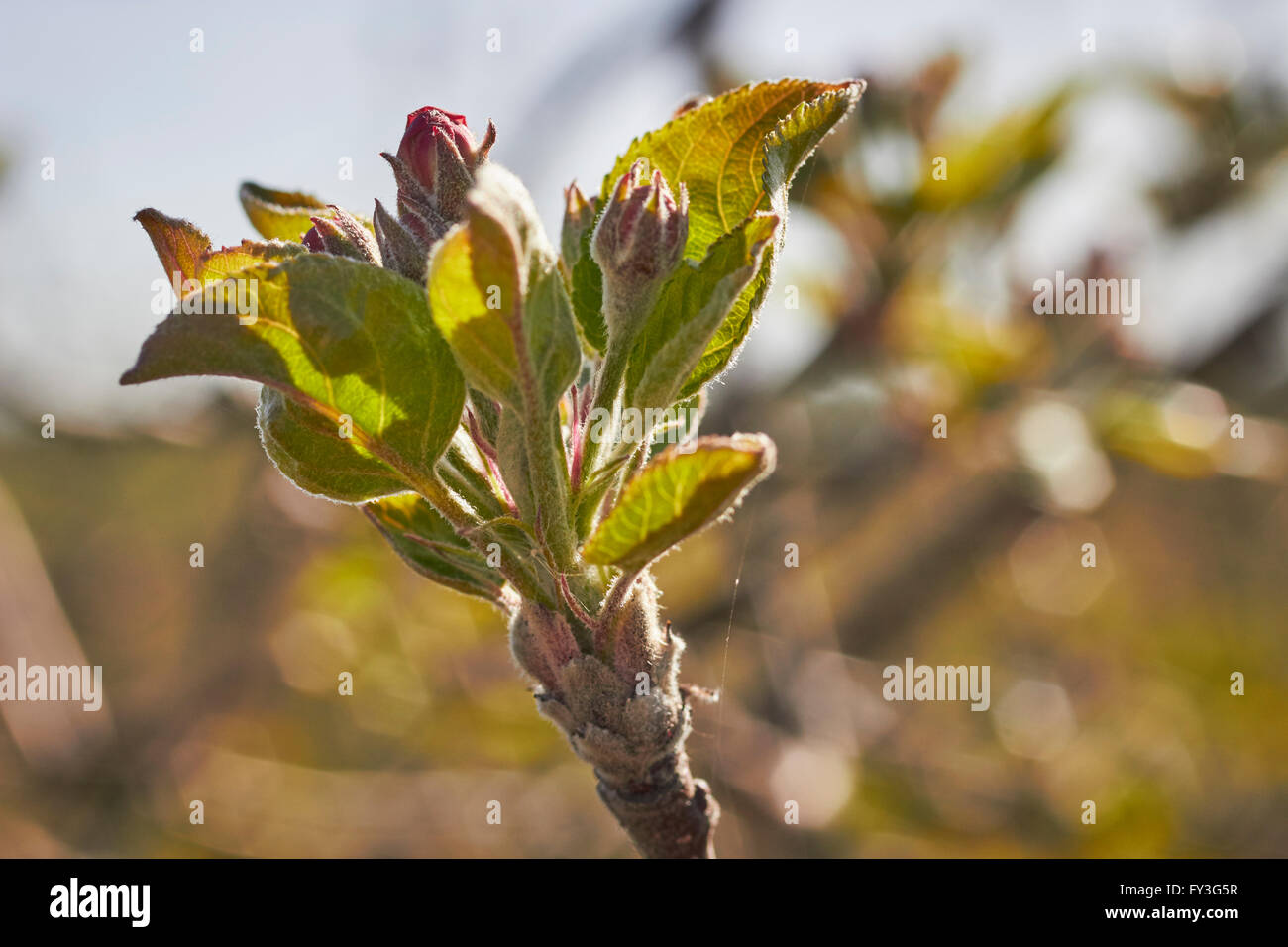 Apple tree buds, Lancaster, Pennsylvania, USA Stock Photo Alamy