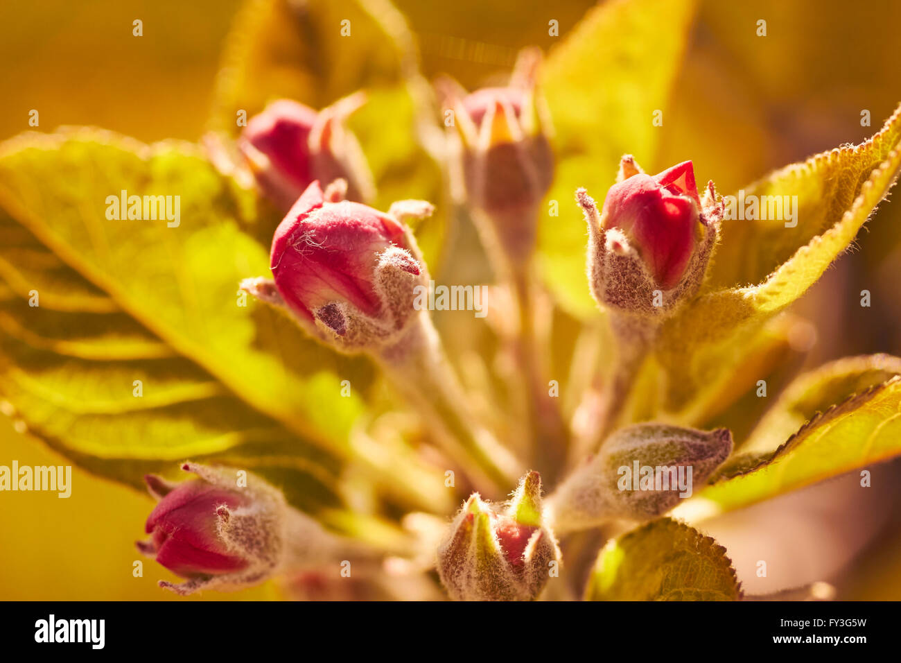 Apple tree buds, Lancaster, Pennsylvania, USA Stock Photo Alamy