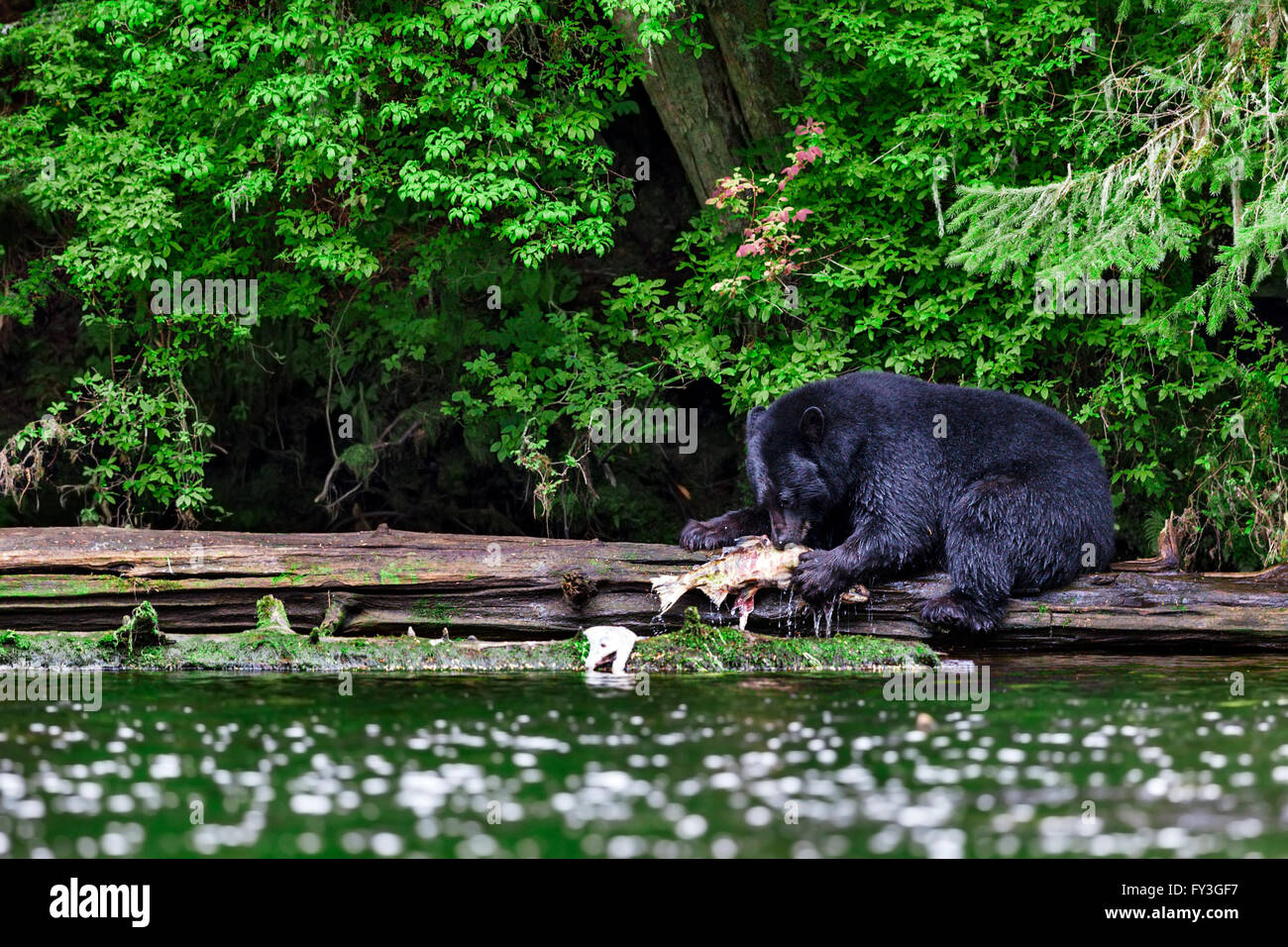 A coastal Black Bear claws out a Chum Salmon from the river, Tongass National Forest in Southeast Alaska.  Black bears depend to Stock Photo