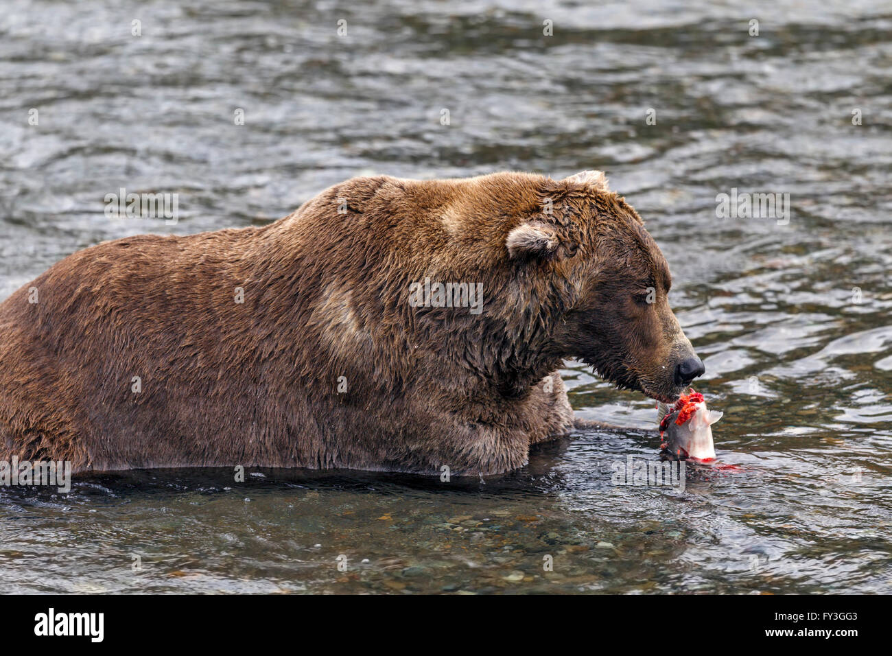 Male brown bear eating spawning salmon at Brooks Falls, Katmai National ...