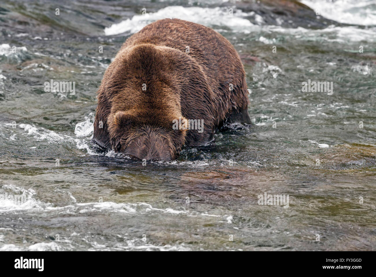 Male brown bear hunting spawning salmon at Brooks Falls, Katmai National Park, Alasja Stock Photo