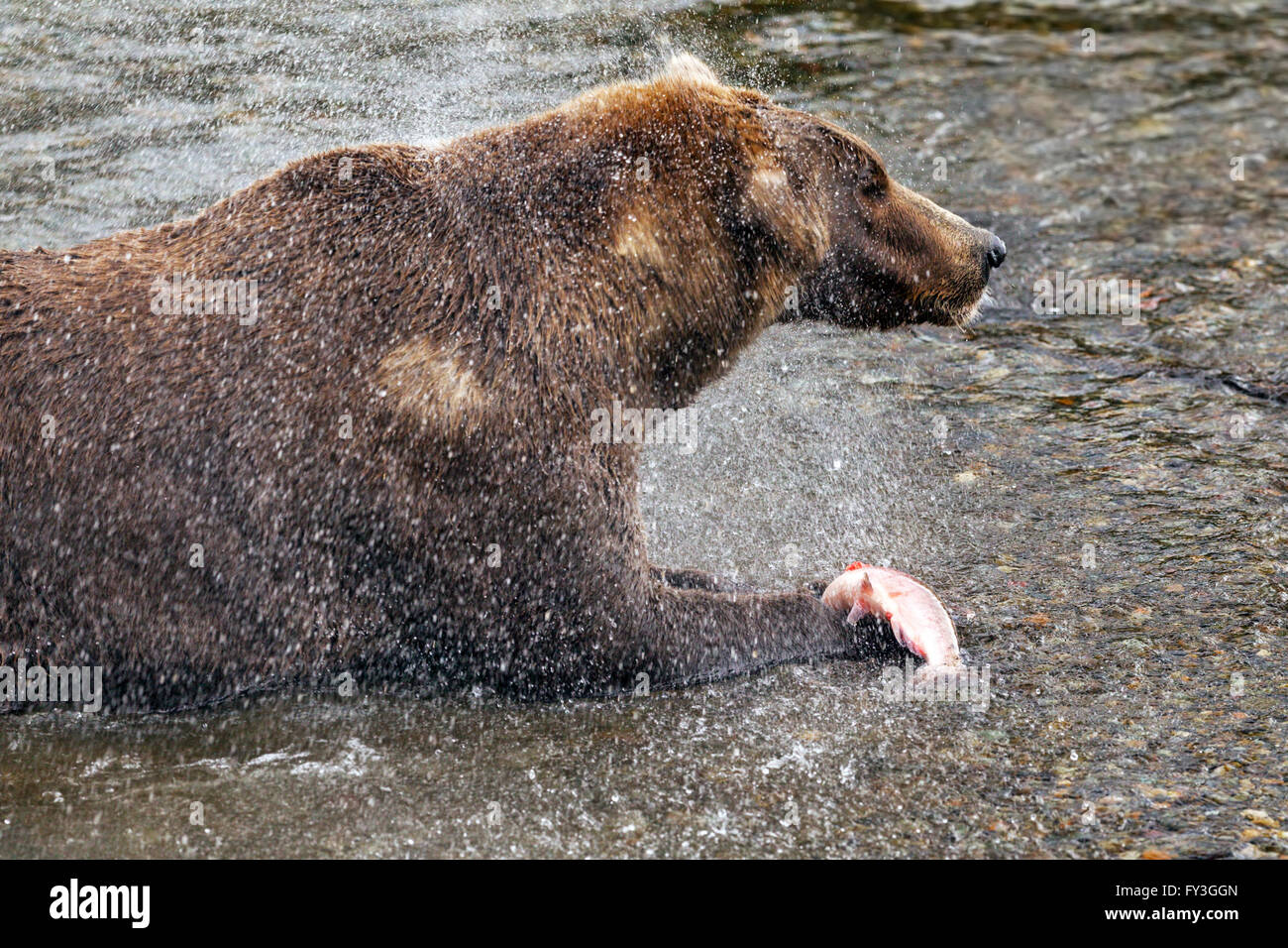 Male brown bear shakes water from his fur while eating spawning salmon at Brooks Falls, Katmai National Park, Alasja Stock Photo