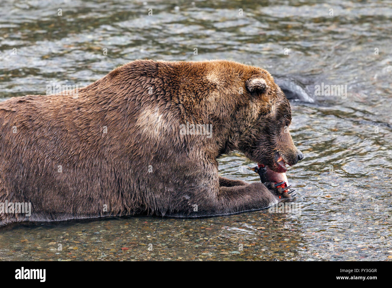 Male brown bear eating spawning salmon at Brooks Falls, Katmai National Park, Alasja Stock Photo